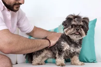 كالورز اوف ميكونوس وأجنحة 4*